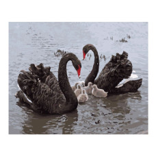 Картины по номерам Molly арт.GX8404 Черные лебеди (23 Краски) 40х50 см