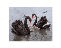 Картины по номерам Molly арт.GX8404 Черные лебеди (23 Краски) 40х50 см