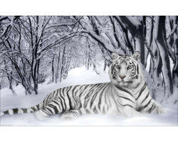 Набор для вышивания бисером 'Империя бисера' арт.ИБ-007 'Белый тигр' 38х60 см