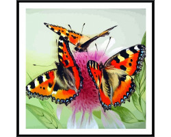 Набор 'Колор Кит' картина по номерам арт.КК.CF109 Бабочки на цветке 40х40