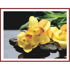 Набор 'Колор Кит' картина по номерам арт.КК.CG605 Жёлтые орхидеи 40х50