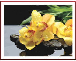 Набор 'Колор Кит' картина по номерам арт.КК.CG605 Жёлтые орхидеи 40х50