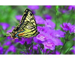 Рисунок на шелке арт.МП-28х34-4000 'Бабочка на лиловых цветах'