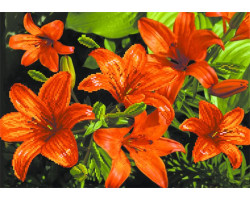 Рисунок на шелке арт.МП-37х49-4085 'Оранжевые лилии'
