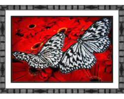 Набор для вышивания бисером 'Паутинка' арт.Б1413 Бабочки на красном 38х25 см
