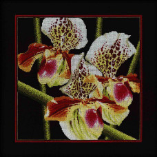 Набор для вышивания арт.РТ-M263 'Орхидеи Пафиопедилум' 36x36 см