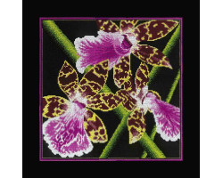 Набор для вышивания арт.РТ-M265 'Орхидеи Зигопеталум' 36x36 см