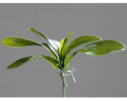 Листья орхидеи х5 арт.LT.60237-5 цв.зеленый 34см