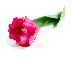 СЛ.140887 Цветы искусственные тюльпан махровый малиновый 56 см